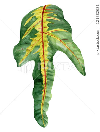 watercolor croton leaf isolated, colorful green yellow botanical illustration, hand painted plant nature foliage decor 121882621