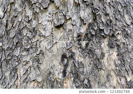 Texture of old tree bark. Natural treecreeper background. 121882788