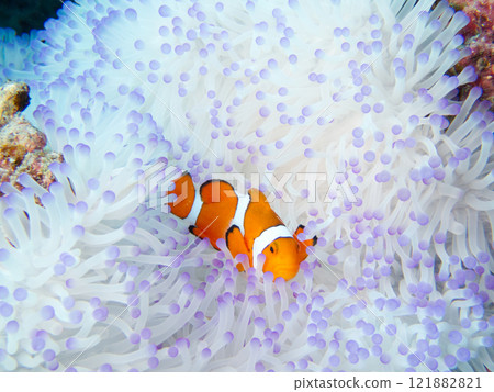Clownfish are beautiful fish that live in white and pink sea anemones. Clownfish are beautiful fish that live in white and pink sea anemones. 121882821