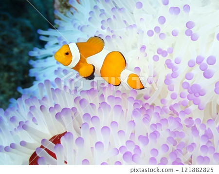 Clownfish are beautiful fish that live in white and pink sea anemones. Clownfish are beautiful fish that live in white and pink sea anemones. 121882825