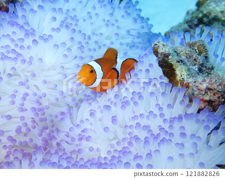 Clownfish are beautiful fish that live in white and pink sea anemones. Clownfish are beautiful fish that live in white and pink sea anemones. 121882826