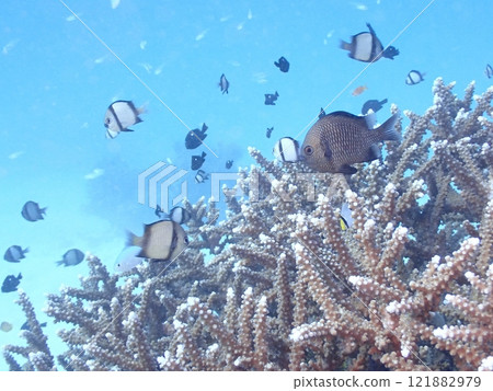 A school of two-striped damselfish swimming over branching coral A school of two-striped damselfish swimming over branching coral 121882979
