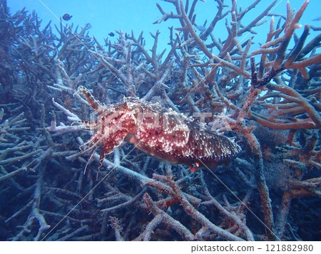 魷魚在樹枝狀的珊瑚上方遊動 魷魚在樹枝狀的珊瑚上方遊動 121882980