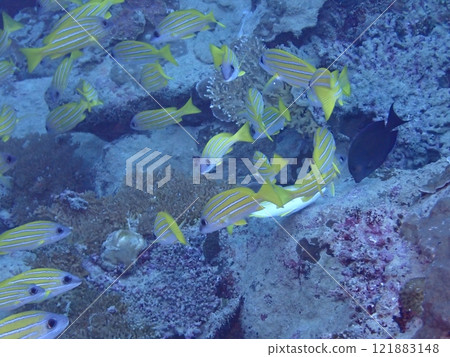A yellow fish called a striped snapper swimming on rocks in the ocean A yellow fish called a striped snapper swimming on rocks in the ocean 121883148