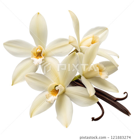 Vanilla sticks with blooming beautiful flowers isolated on the transparent background 121883274