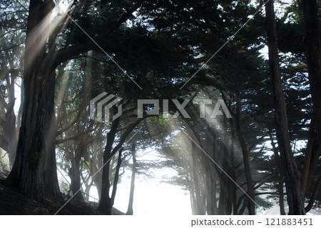SAN FRANCISCO, CALIFORNIA, UNITED STATES - NOV 11th, 2018: Light rays through trees at Fort Mason park in Golden Gate National Recreation Area 121883451