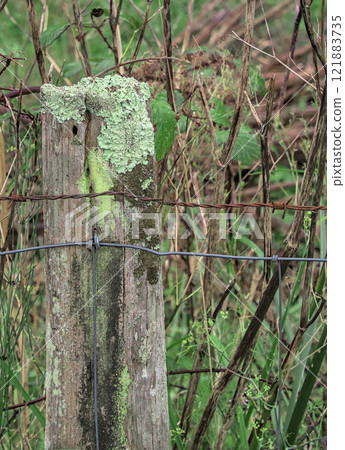 fence post with lichen and wires 121883735