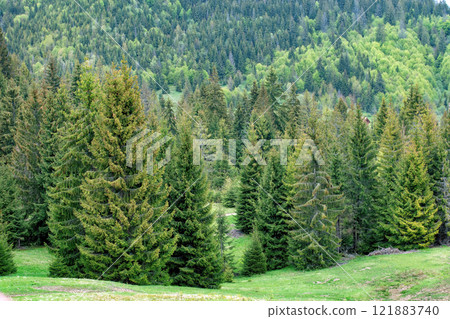 Lush green forest landscape showcasing vibrant trees and nature's tranquility in spring 121883740
