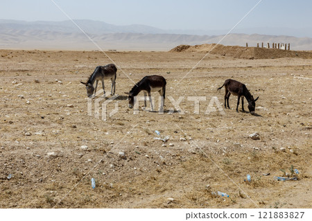 Herd of donkeys grazing in the arid landscape of Kunduz Province, Afghanistan Herd of donkeys grazing in the arid landscape of Kunduz Province, Afghanistan 121883827