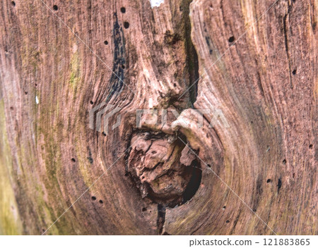 gnarled tree trunk 121883865