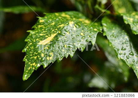 Aoki (Filiaoki: with water droplets) Aoki (Filiaoki: with water droplets) 121883866