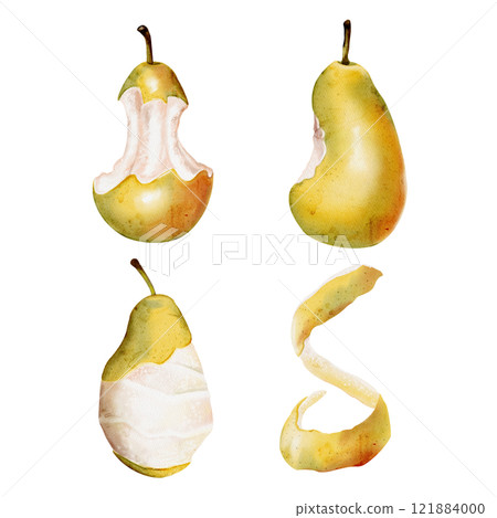 A pear core, a bitten pear and a peeled pear. Fruit peel. Green juicy pear. Leftovers of fruit and food. Organic waste. Watercolor illustration without background.  121884000