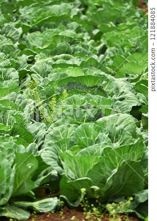 Cabbage patch: cabbage patch 121884085
