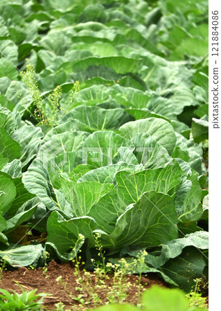 Cabbage patch: cabbage patch 121884086