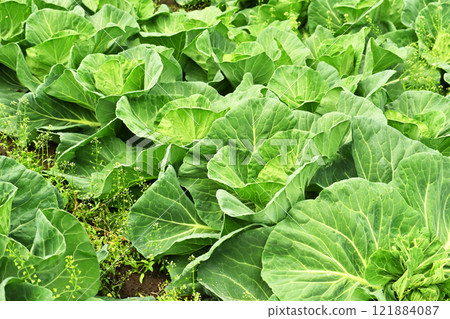 Cabbage patch: cabbage patch Cabbage patch: cabbage patch 121884087