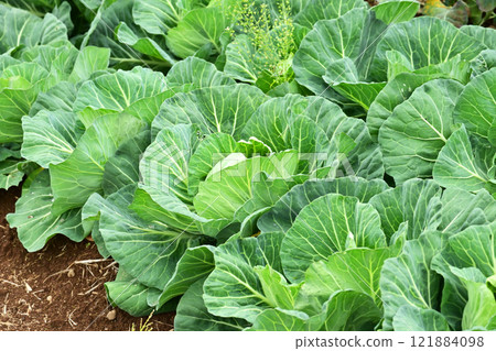 Cabbage patch: cabbage patch Cabbage patch: cabbage patch 121884098