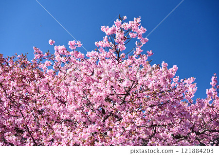Spring image (cherry blossoms: Kawazu cherry blossoms) 121884203