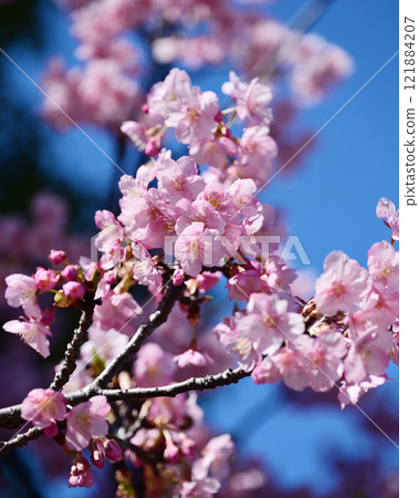 Spring image (cherry blossoms: Kawazu cherry blossoms) 121884207