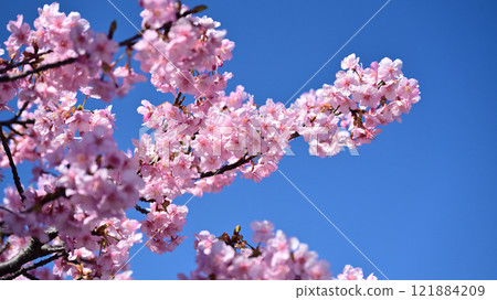 Spring image (cherry blossoms: Kawazu cherry blossoms) 121884209
