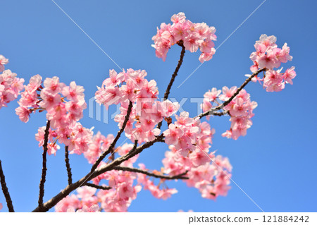 春天的圖像（櫻花：河津櫻花） 121884242