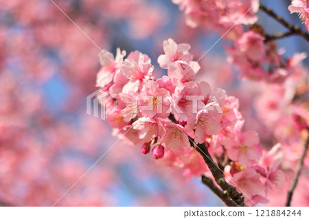 春天的圖像（櫻花：河津櫻花） 121884244