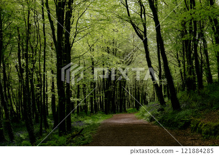 A tranquil path winds through a dense forest filled with vibrant green leaves and tall trees. Sunlight filters gently through the canopy, creating a peaceful atmosphere. 121884285
