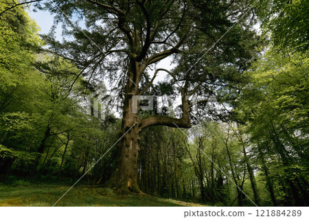 A mature cedar tree stands prominently. It has a thick trunk and wide-spreading branches. Smaller trees surround it. The scene is outdoors in daytime. A mature cedar tree stands prominently. It has a thick trunk and wide-spreading branches. Smaller trees surround it. The scene is outdoors in daytime. 121884289
