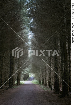 A tranquil path winds through towering conifers, creating a peaceful corridor as soft light filters through the foliage. Ideal for quiet walks or reflection, the atmosphere is calming and serene. A tranquil path winds through towering conifers, creating a peaceful corridor as soft light filters through the foliage. Ideal for quiet walks or reflection, the atmosphere is calming and serene. 121884290