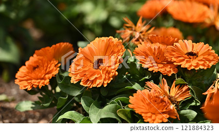 金盞花 (Calendula officinalis) 金盞花 (Calendula officinalis) 121884323