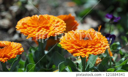 Calendula officinalis (Calendula officinalis) 121884341