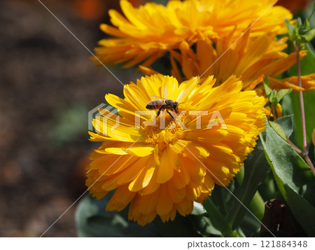 Calendula officinalis (Calendula officinalis) 121884348