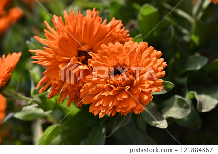 金盞花 (Calendula officinalis) 121884367