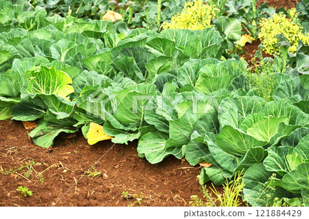 捲心菜補丁:捲心菜補丁 捲心菜補丁:捲心菜補丁 121884429