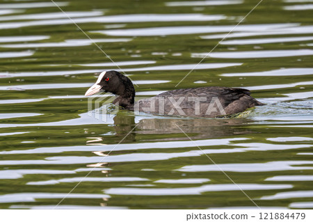 The Eurasian coot, Fulica atra swimming on the Kleinhesseloher Lake at Munich, Germany The Eurasian coot, Fulica atra swimming on the Kleinhesseloher Lake at Munich, Germany 121884479