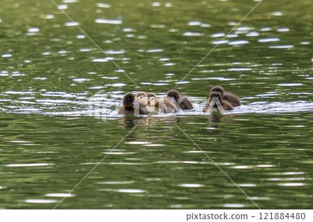Wild duck at the Kleinhesseloher Lake in English Garden in Munich, Germany Wild duck at the Kleinhesseloher Lake in English Garden in Munich, Germany 121884480