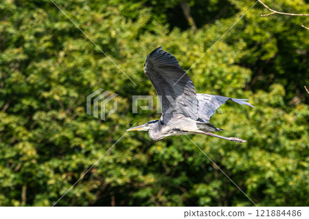 Grey Heron or Ardea cinerea. Single Grey Heron in flight. 121884486