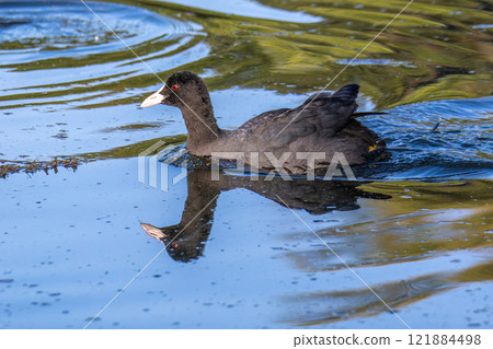 The Eurasian coot, Fulica atra swimming on the Kleinhesseloher Lake at Munich, Germany 121884498