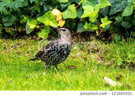 The common starling, Sturnus vulgaris also known as the European starling walking on green grass 121884502