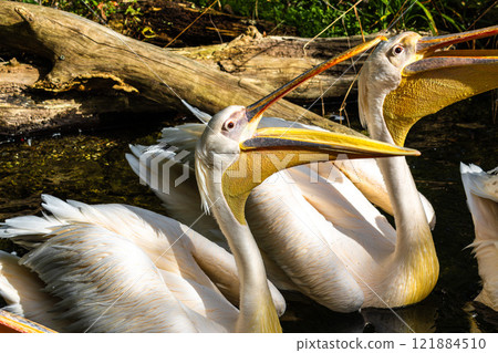 Great White Pelican, Pelecanus onocrotalus in a park 121884510