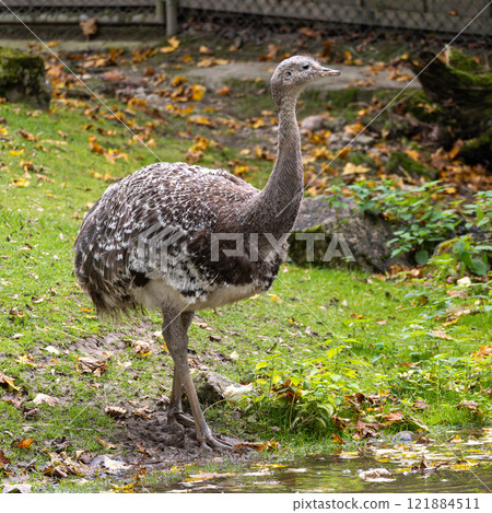 Darwin's rhea, Rhea pennata also known as the lesser rhea. 121884511