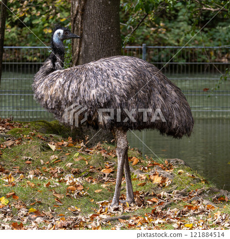 Emu, Dromaius novaehollandiae standing in grass in its habitat 121884514