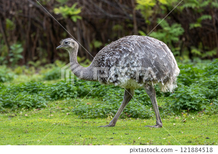 Darwin's rhea, Rhea pennata also known as the lesser rhea. Darwin's rhea, Rhea pennata also known as the lesser rhea. 121884518