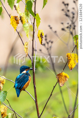 Common kingfisher, Alcedo atthis sitting on a beautiful branch above the river waiting for a fish Common kingfisher, Alcedo atthis sitting on a beautiful branch above the river waiting for a fish 121884520