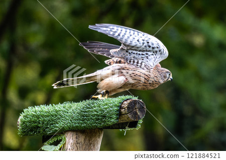 Common kestrel, Falco tinnunculus is a bird of prey species belonging to the falcon family Falconidae. Common kestrel, Falco tinnunculus is a bird of prey species belonging to the falcon family Falconidae. 121884521
