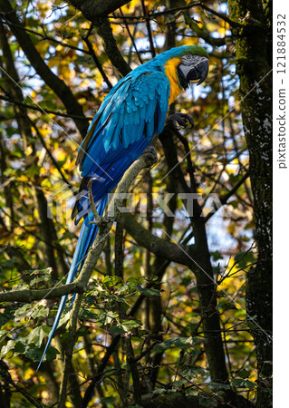 The Blue-and-yellow Macaw, Ara ararauna is a large South American parrot 121884532