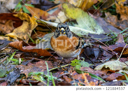 The chaffinch, Fringilla coelebs is a common and widespread small passerine bird in the finch family. 121884537
