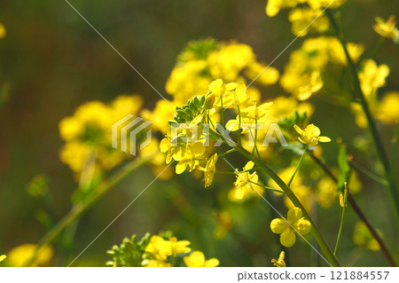 Image of spring (rape blossoms: canola flower) 121884557