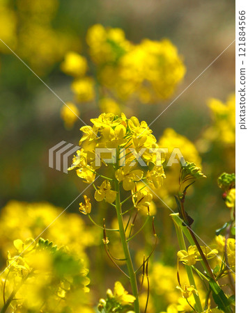 春天的意象(油菜花:油菜花) 春天的意象(油菜花:油菜花) 121884566