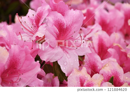 azalea with raindrops azalea with raindrops 121884620