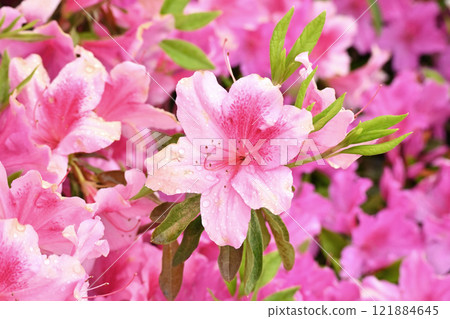 azalea with raindrops azalea with raindrops 121884645